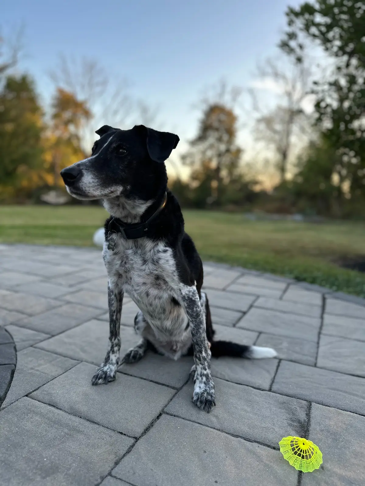Phinny sitting attentively on the patio