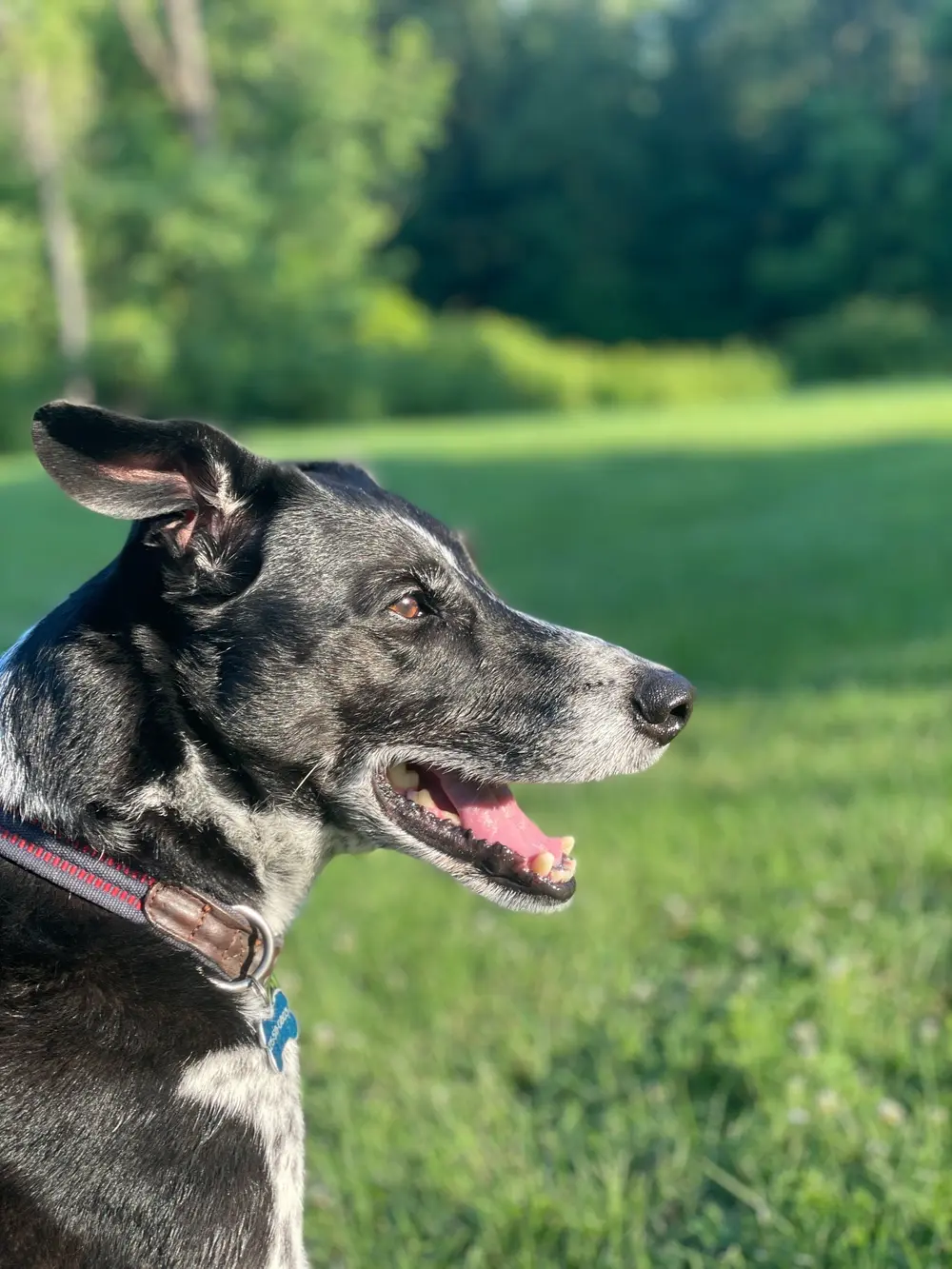Phinny in side profile on a sunny field