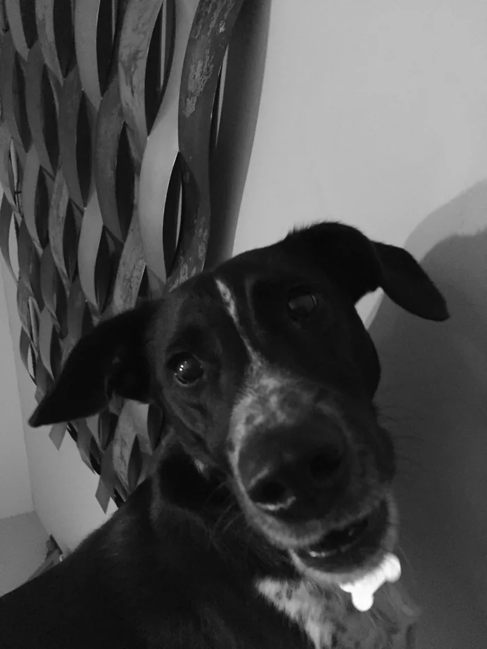 A younger Phinny indoors, looking into the camera